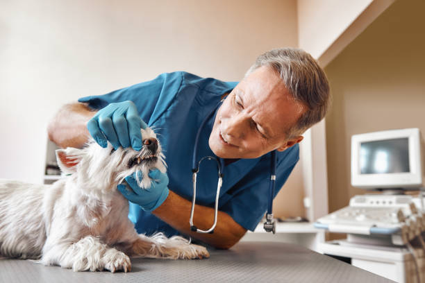 Best Emergency Dental Services for Seniors in Johnston, IA